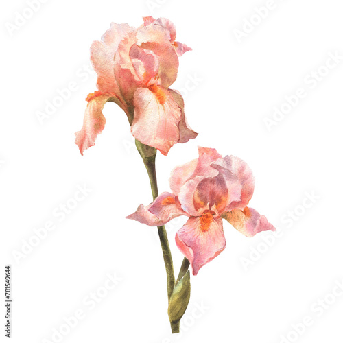 Botanical watercolor flowers illustration. Summer flowers. Vintage. Royal irises are peach fuzz. Elements isolated on a white background. For wedding invitations, birthday.
