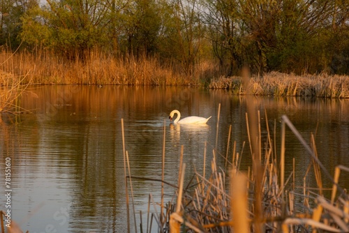 White Swan Vacaresti Natural Park Bucharest Danube