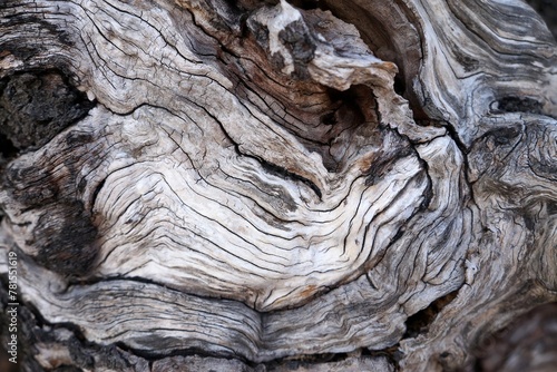 Wood Texture