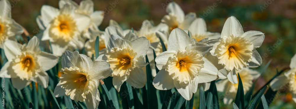 Obraz premium Blooming white daffodils in the garden.