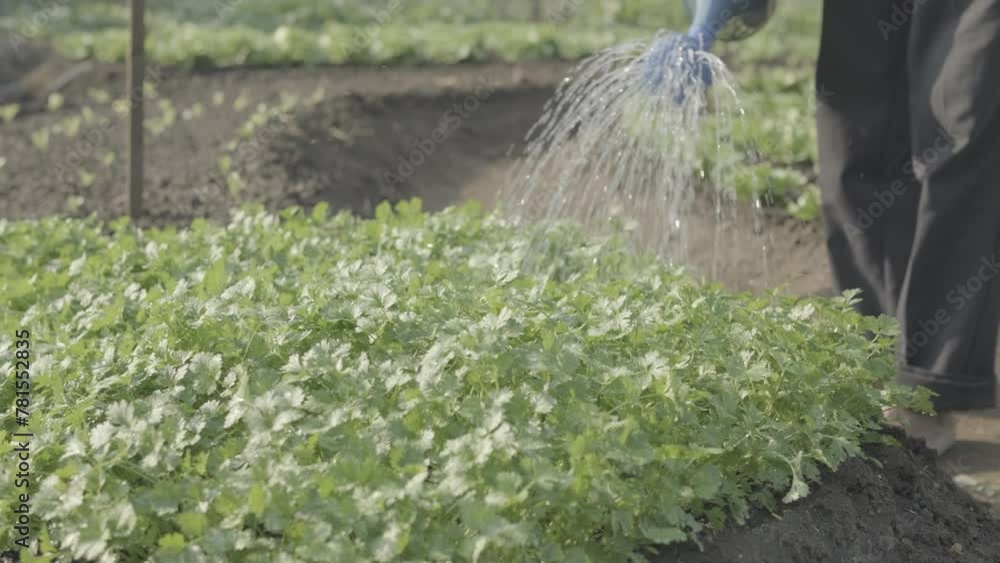 Molhando planta na horta, regando coentro 