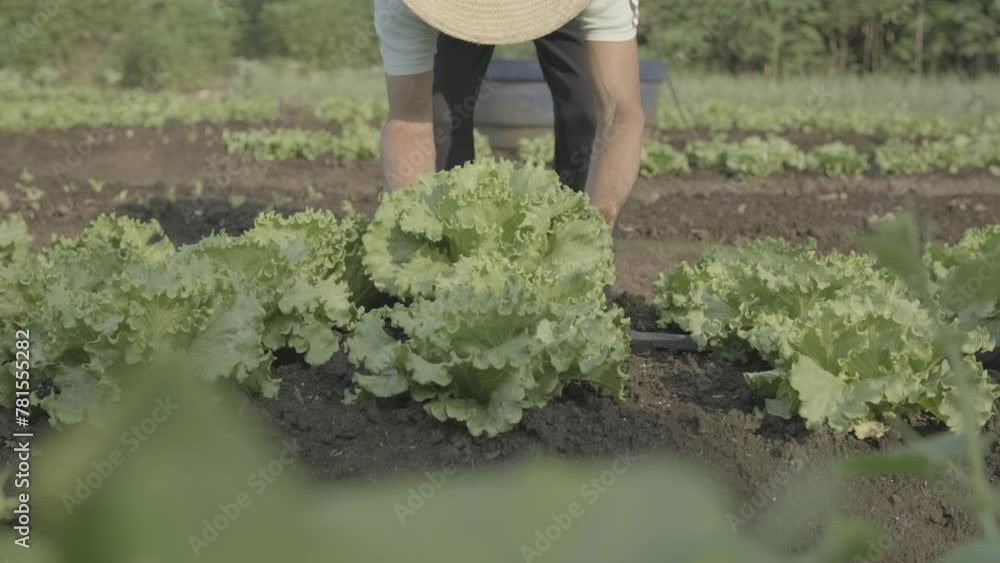 Agricultor recolhendo alface na horta