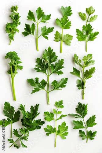 An exquisite collection of Mediterranean herbs and spices  vibrant parsley leaves and twigs arranged with care  a symbol of culinary artistry and nutritional wealth