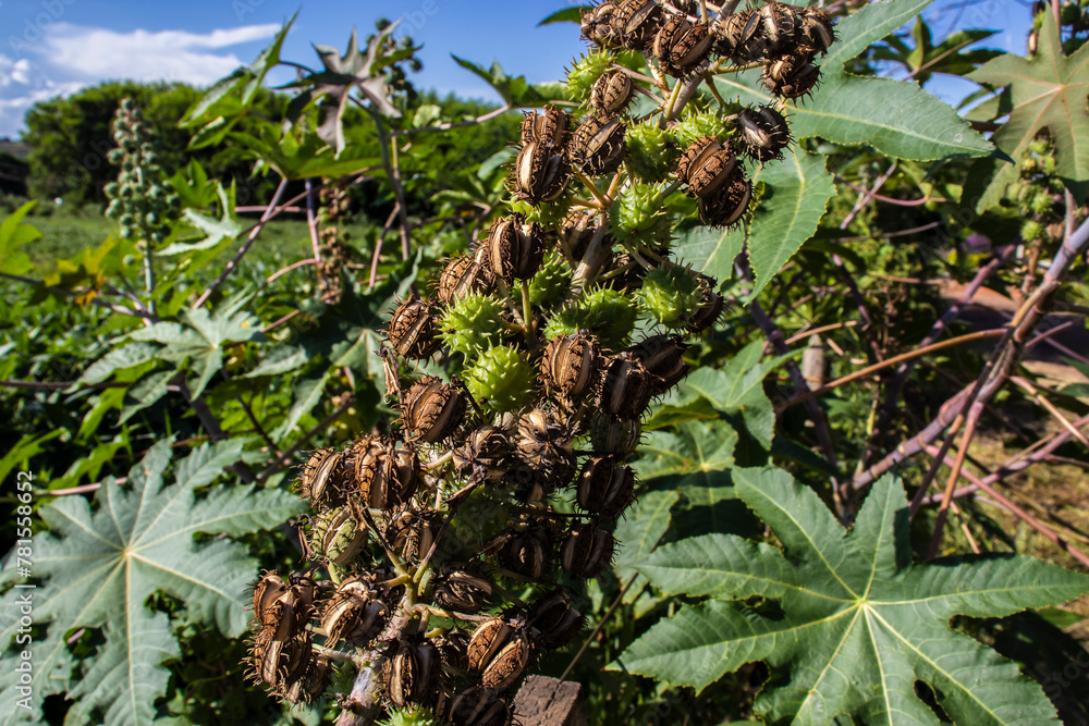 Fototapeta premium ricinus communis plant on field in Brazi Castor bean seeds