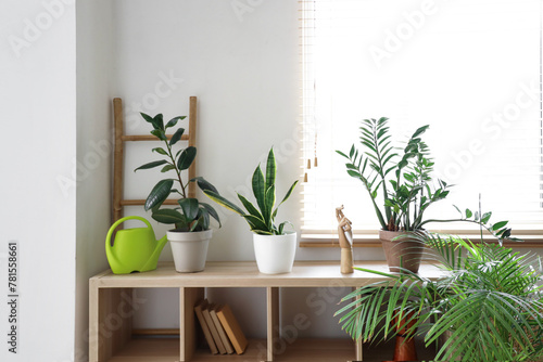 Green plants on shelf in room