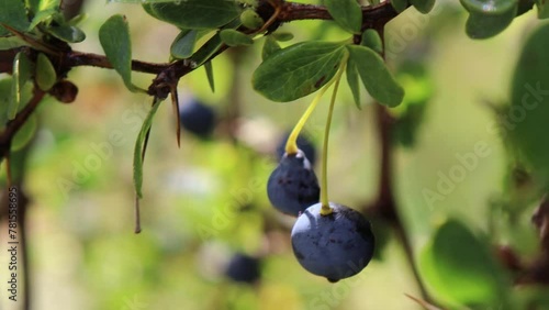 Frutos de Calafate (Berberis microphylla) 