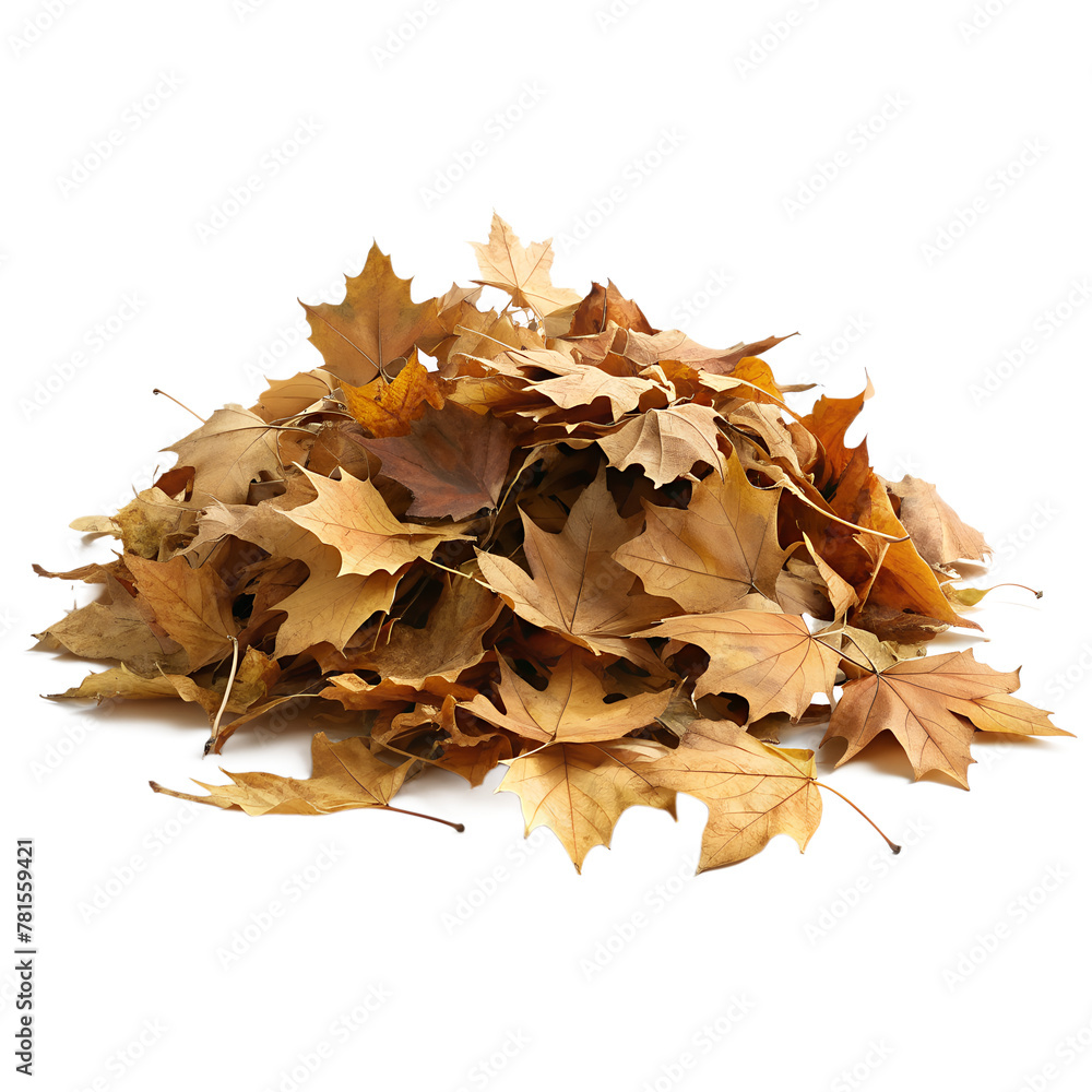 dry leaves, maple leaves isolated on white background dry leaves, maple leaves isolated on white background