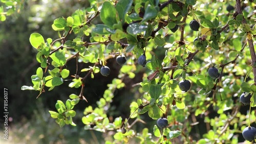 Frutos de Calafate (Berberis microphylla)  photo