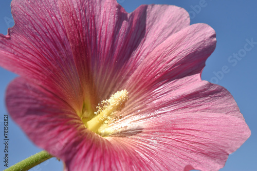 Closeup of a pink stockrose flower on a summer day photo