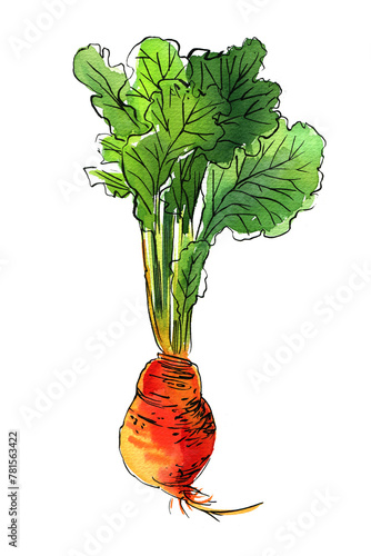 Vegetables food illustrations. Watercolor and ink sketches.  Beetroot with tops