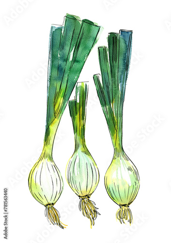 Vegetables food illustrations. Watercolor and ink sketches. Onion
