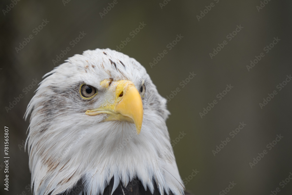 Tallinn Estonia - April 06 2024: Head portrait of a Bald Eagle (Latin: Haliaeetus leucocephalus). Also called the American eagle. Gorgeous predator bird with sharp yellow peak. Tallinn Estonia - April 06 2024: Head portrait of a Bald Eagle (Latin: Haliaeetus leucocephalus). Also called the American eagle. Gorgeous predator bird with sharp yellow peak.