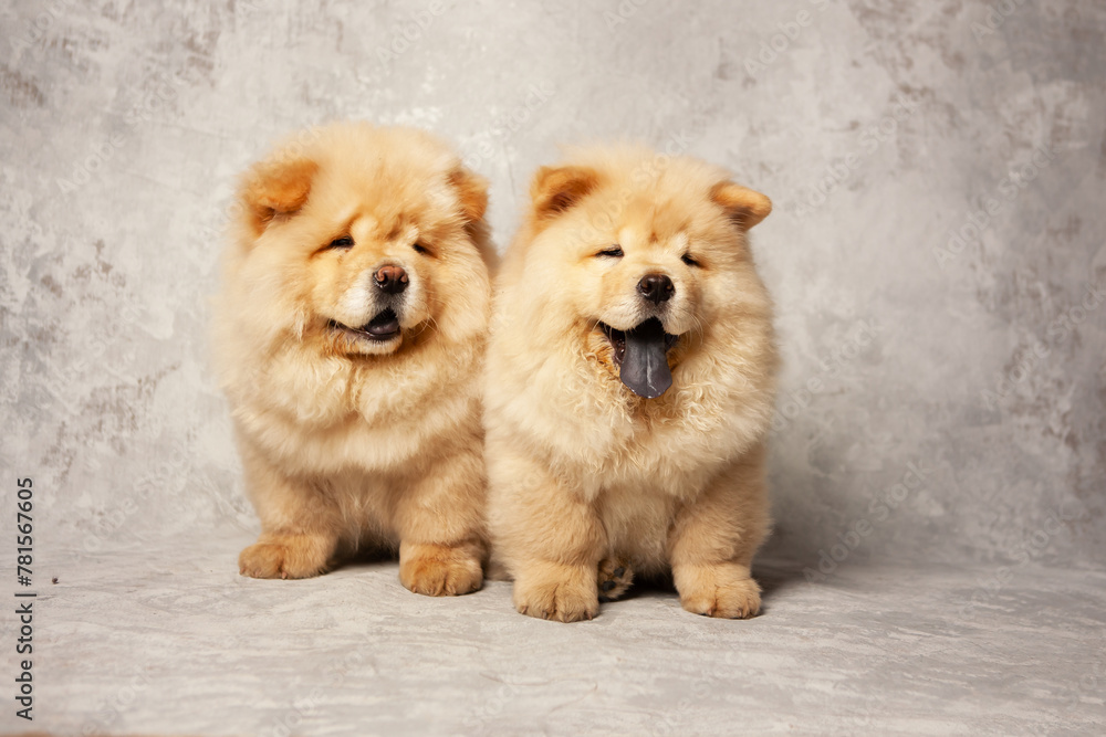 Two Cute fluffy chow puppies of light beige color on a gray background, with concrete texture, studio shot. Highly purebred Chow puppies, breeding Chow breed.