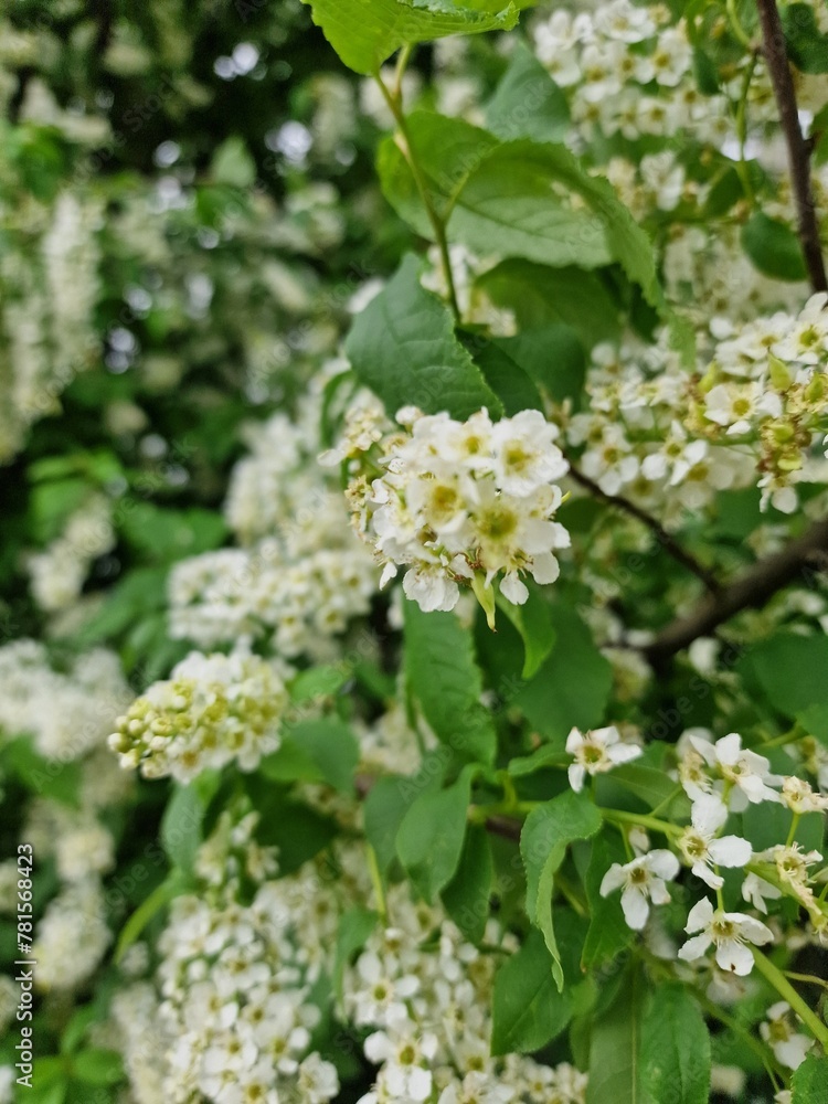 Weiß blühender Baum. Blühende Pflanze. Stempel und Staubblatt. Blumenkopf. Weiße Blütenblätter. Frühlingsszene. Grüne Blätter. Üppiges Laub. Natürliches Muster. Blumen. Natürlichen Umgebung. Ökologie. Weiß blühender Baum. Blühende Pflanze. Stempel und Staubblatt. Blumenkopf. Weiße Blütenblätter. Frühlingsszene. Grüne Blätter. Üppiges Laub. Natürliches Muster. Blumen. Natürlichen Umgebung. Ökologie.