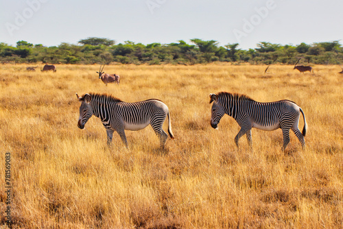 Two endangered Grevy s Zebras on the lookout for fresh grass in the dry savanna plains with a Beisa Oryx for company in the vast  Buffalo Springs Reserve in Samburu County  Kenya