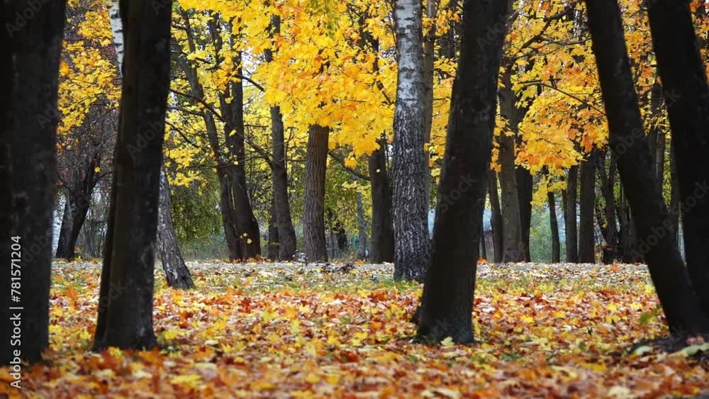Yellow leaves fall from the trees the old city park. Yellow leaves fall from the trees the old city park.