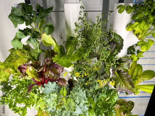 A productive hydroponic garden with lettuce, herb and vegetables in a home in Orlando, Florida.