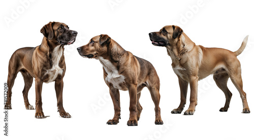 Three mixed-breed dogs standing against a transparent background