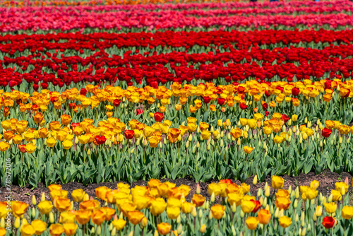 Rows of beautiful vibrant colorful tulips at Burnside Farms in Northern Virginia