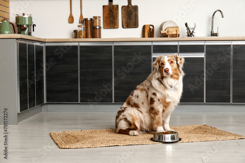 Cute Australian Shepherd do...