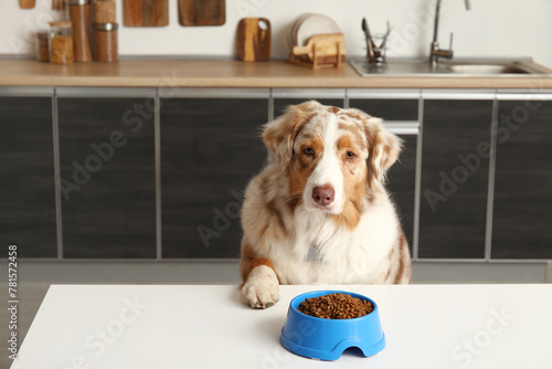 Cute Australian Shepherd do...