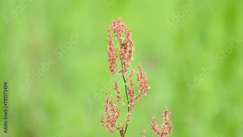 Horse sorrel (Rumex confertus) is a perennial herb; a species of the genus Sorrel of the Buckwheat family (Polygonaceae). Popular names: frog oxalis, horse oxalis, thick sorrel, hernia fire, aveluk. photo