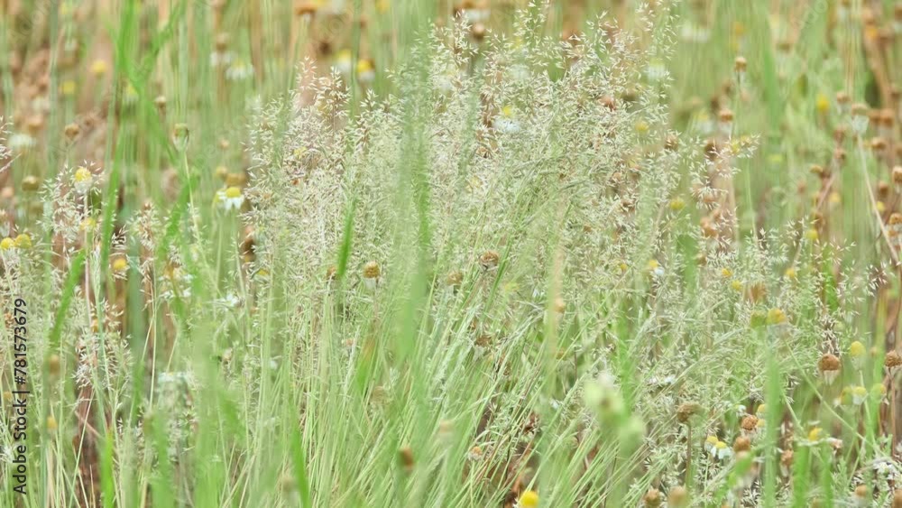 Agrostis capillaris, the common bent, colonial bent, or browntop, is a ...