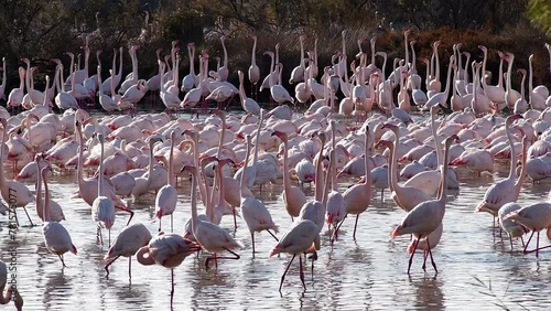 FLAMENCOS EN LA ALBUFERA