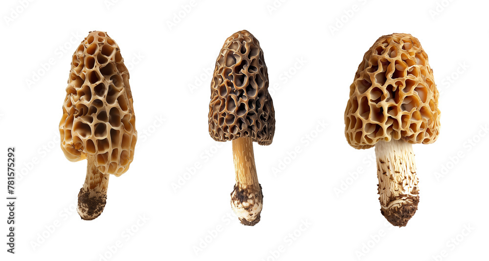 Obraz premium Edible morels set isolated on solid white background.