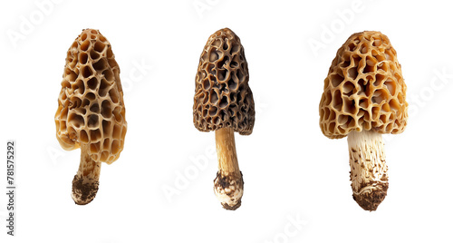 Edible morels set isolated on solid white background. © cegli