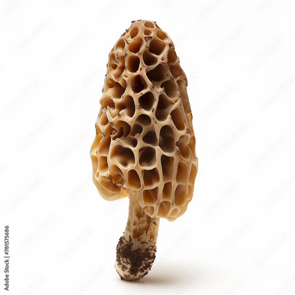 Edible morel isolated on solid white background.