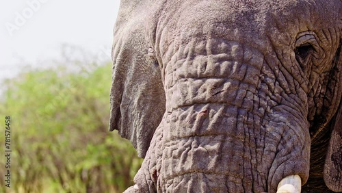 Elephants in Botswana