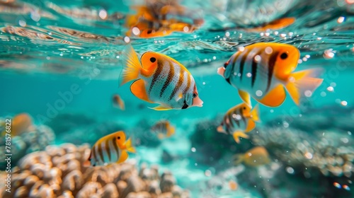 A Group of Fish Swimming in the Ocean