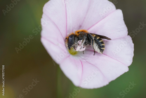 Closeup on a colorful blue-eyed small male Hoplitis perezi solitary bee in a pink Cantabrican morning glory flower, Convolvulus cantabrica photo