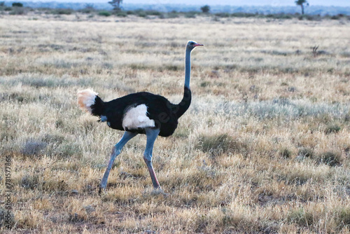 A Somali Ostrich male, endangered and native to North Kenya in mid-stride while running through the dry savanna grass plains at the Buffalo Springs Reserve in Samburu County, Kenya photo