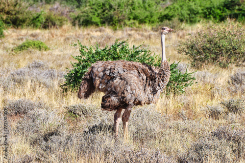 Magnificent Female Somali Ostrich with glorious plumage in shades of brown looks around for its mate at the Buffalo Springs Reserve in Samburu County, Kenya photo