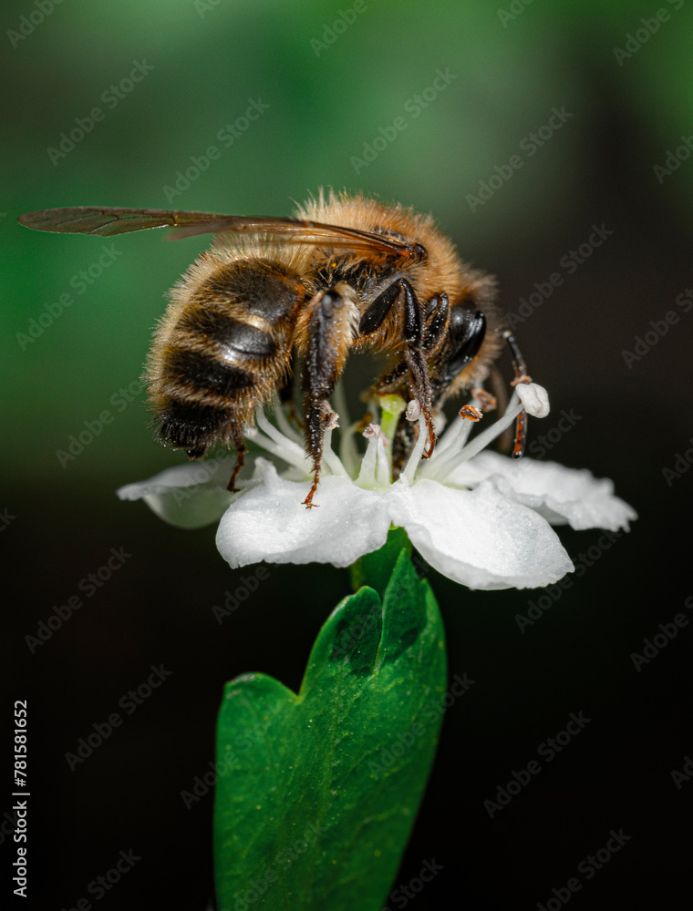 Bee bee Bee bee