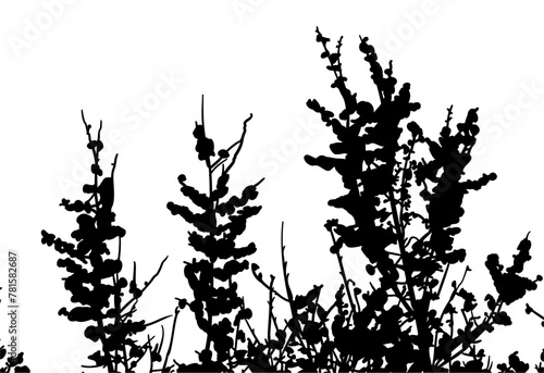 silueta arbol, arbusto, hojas, ramas, otoño, ilustracion, bosques, naturaleza, sequia, atmosfera