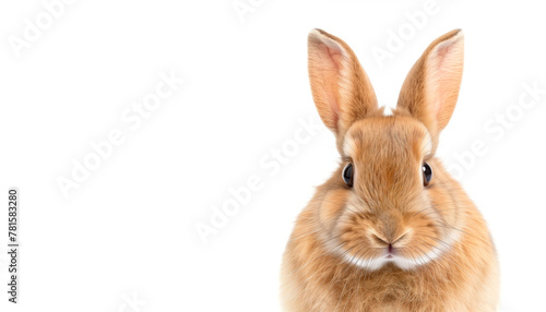 Cute rabbit isolated on white © adrianad