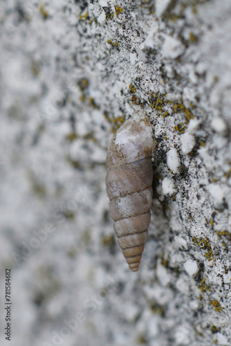 Vertical closeup on Mediterranean Solatopupa similis snail on a stone wall photo