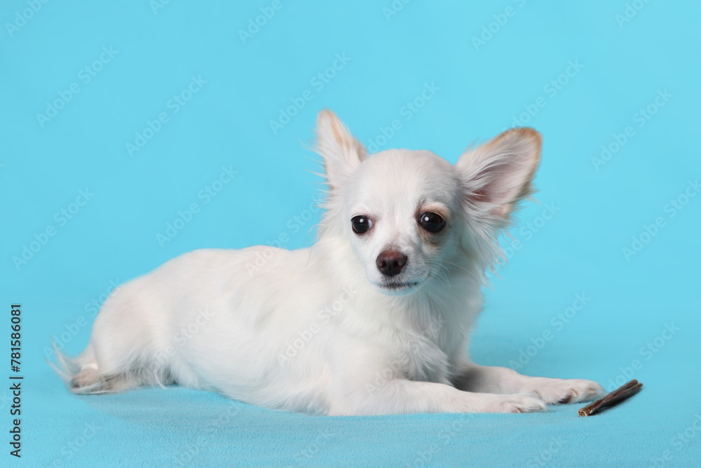 White funny chihuahua dog isolated on a sky blue background.