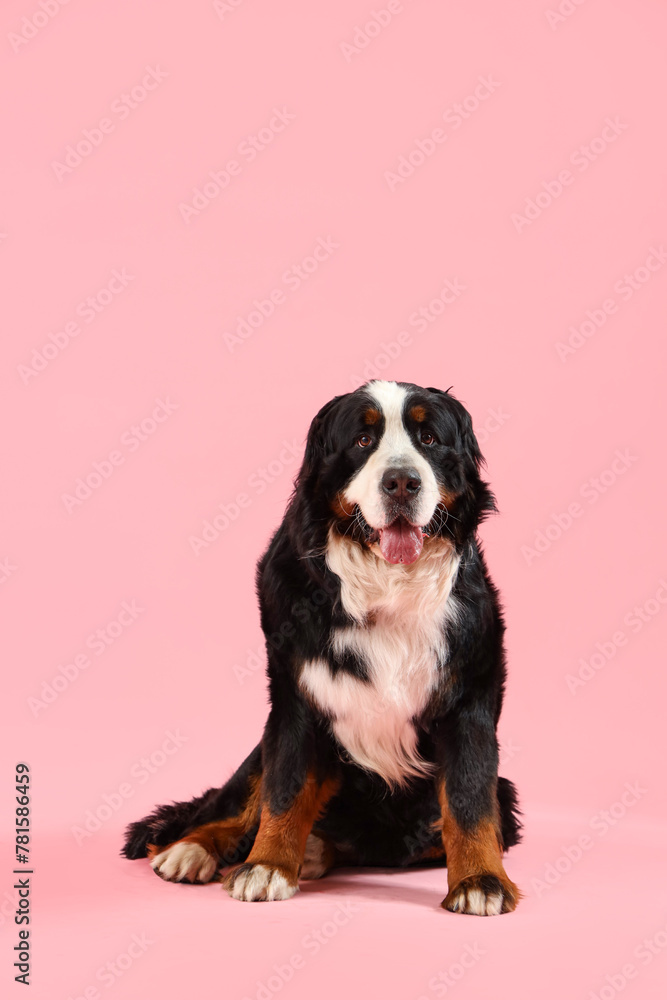 Fototapeta premium Cute Bernese mountain dog on pink background
