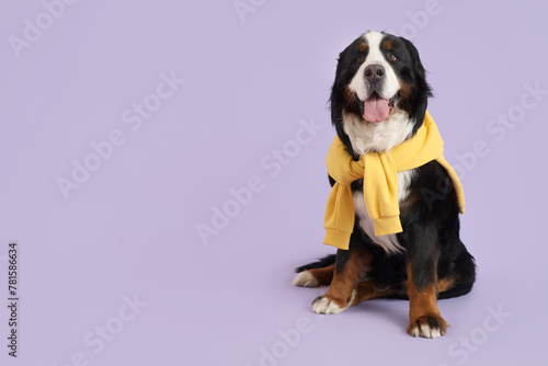 Cute Bernese mountain dog with jumper on lilac background