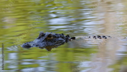 Juvenile Alligator Moves Slowly in a Florida Lake