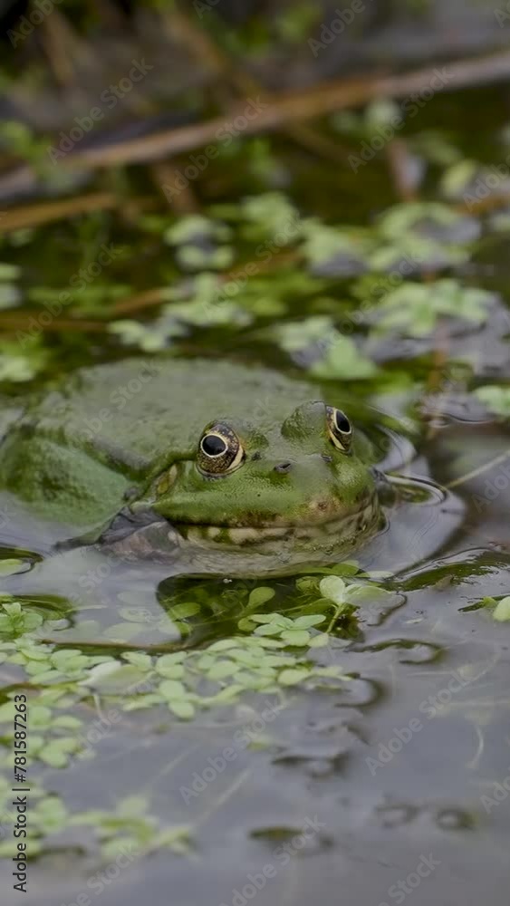 Vertical Video of a Male Marsh Frog ( pelophylax ridibundus ) Bellowing in Slow Motion Vertical Video of a Male Marsh Frog ( pelophylax ridibundus ) Bellowing in Slow Motion