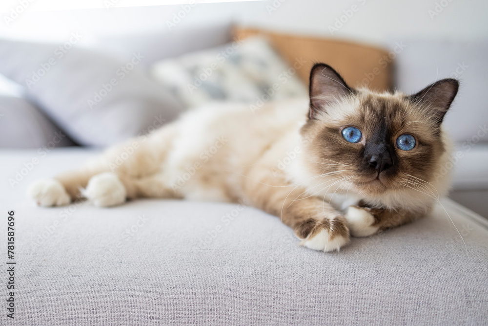 Sacred birma cat in interior. A portrait of a fluffy Sacred cat of Burma resting in a bed. Birman cat, 11 months old. Adorable Birman cat Sacred birma cat in interior. A portrait of a fluffy Sacred cat of Burma resting in a bed. Birman cat, 11 months old. Adorable Birman cat