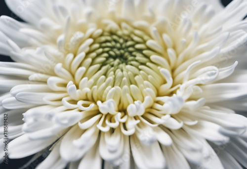 White chrysanthemum flower © FrameFinesse