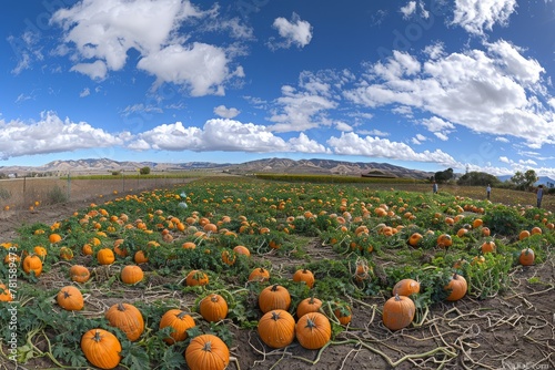 Pumpkin Field Panorama with Mountain Backdrop