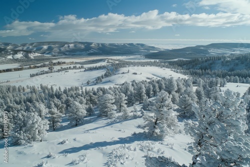 Aerial View of Snow-Covered Pine Forest in Winter