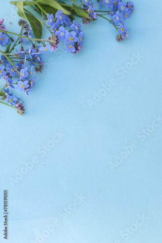 Forget-me-not flower with a beautiful and deep heavenly petal color, lies on a blue background.